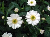 瀬戸の花嫁5