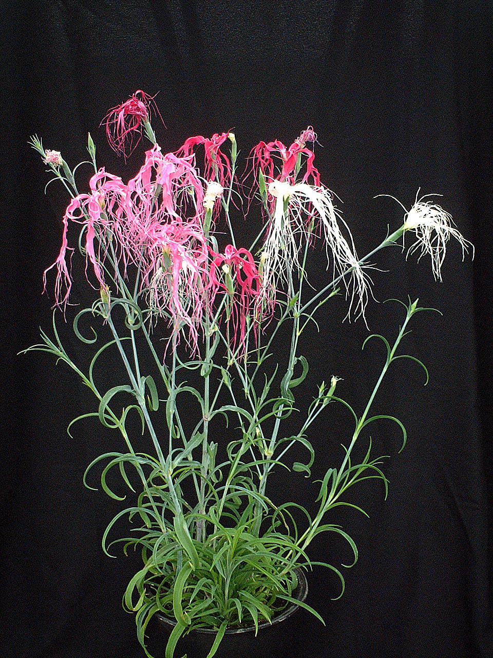 伊勢ナデシコの苗 花苗生産 販売情報