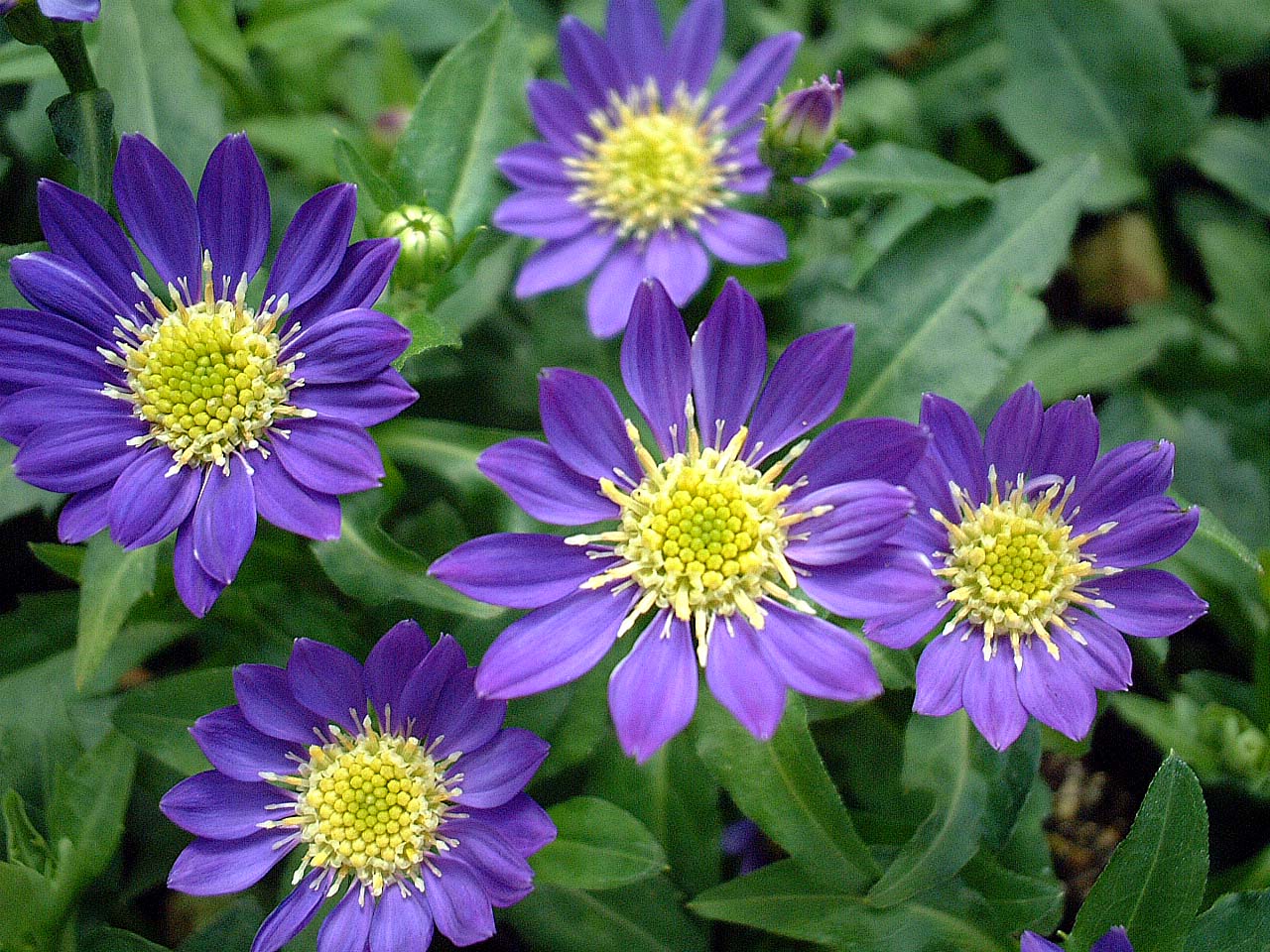 ミヤコワスレの苗 花苗生産 販売情報 ミヤコワスレの苗 花苗生産 販売情報