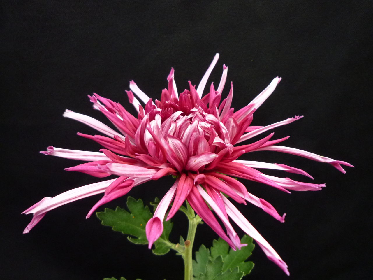 江戸菊 芸 花苗生産 販売情報