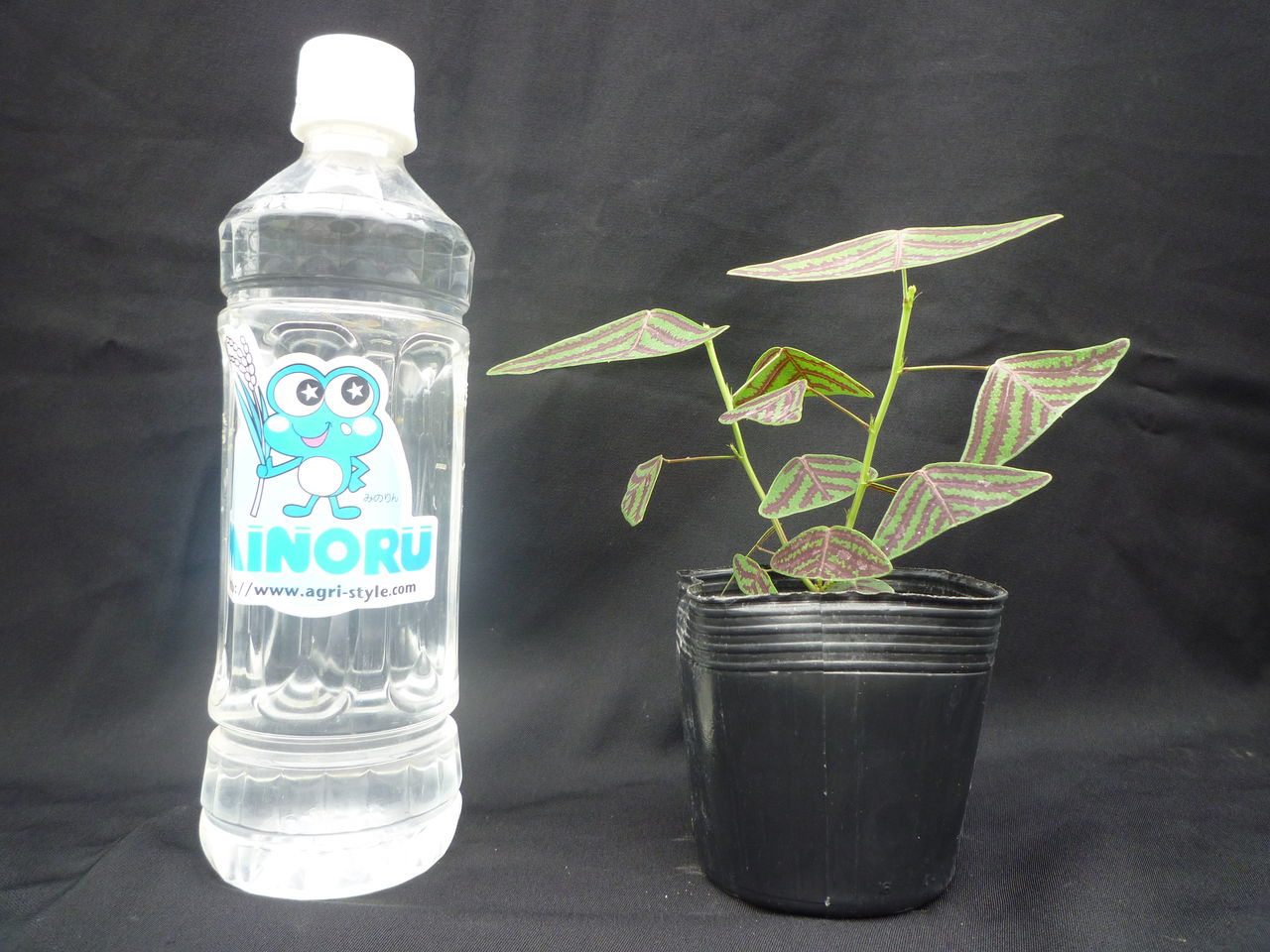 ヒコウキソウの苗 花苗生産 販売情報