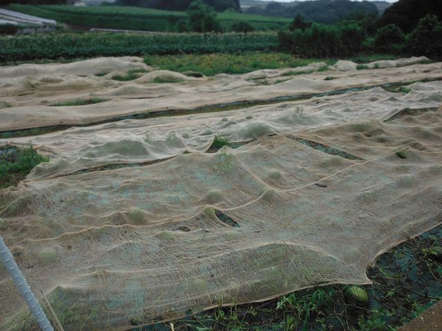 スイカのカラス対策 果樹と野菜の栽培時々釣り 横須賀 新