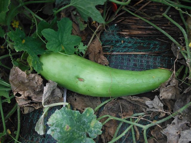瓜系野菜 果樹と野菜の栽培時々釣り 横須賀 新 瓜系野菜 果樹と野菜の栽培時々釣り 横須賀 新
