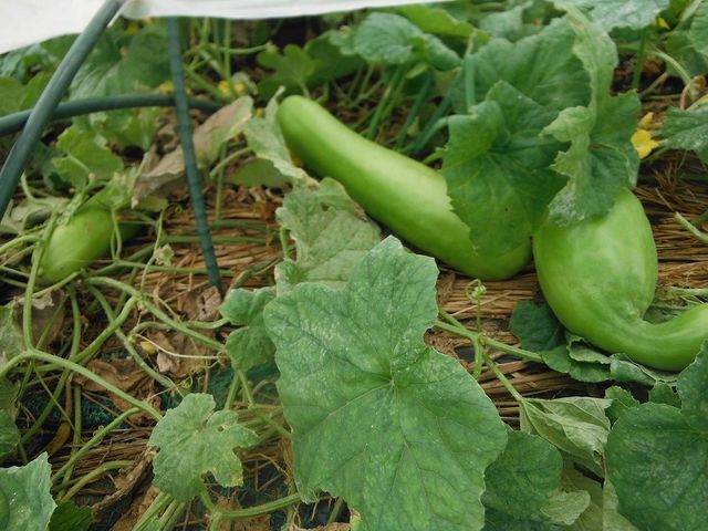 瓜系野菜 果樹と野菜の栽培時々釣り 横須賀 新 瓜系野菜 果樹と野菜の栽培時々釣り 横須賀 新