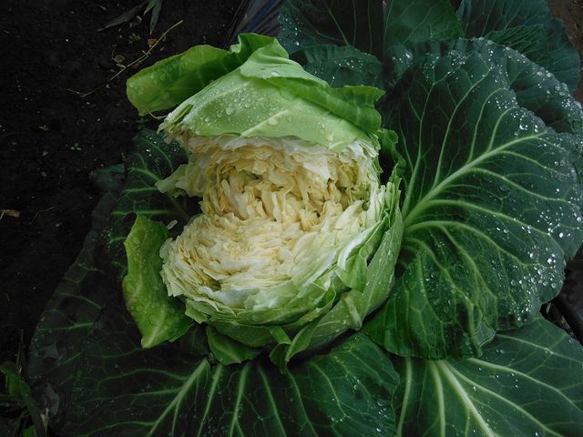 割れキャベツ 果樹と野菜の栽培時々釣り 横須賀 新