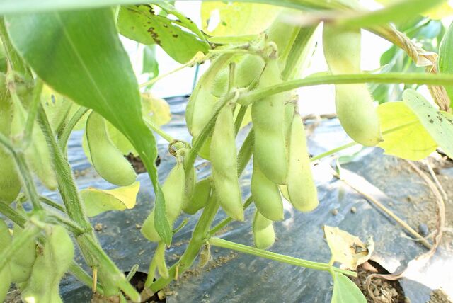 枝豆とトウモロコシ収穫 果樹と野菜の栽培時々釣り 横須賀 新 枝豆とトウモロコシ収穫 果樹と野菜の栽培時々釣り 横須賀 新