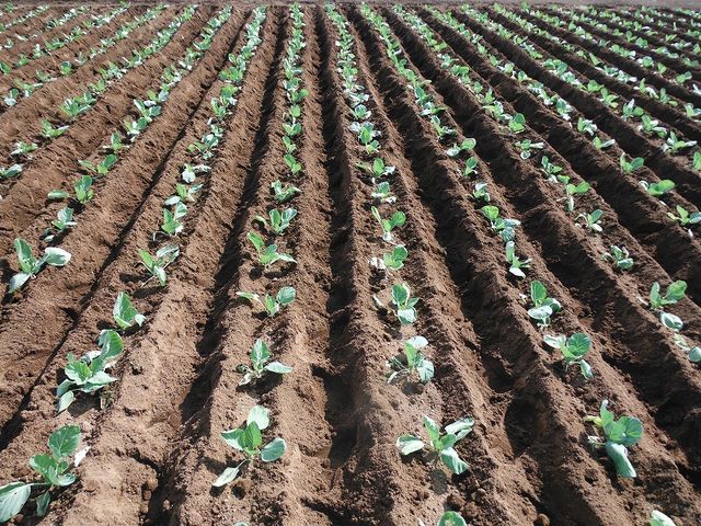 キャベツ畑 果樹と野菜の栽培時々釣り 横須賀 新