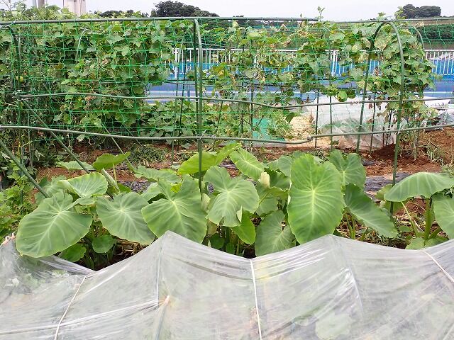 里芋の手入れ 果樹と野菜の栽培時々釣り 横須賀 新 里芋の手入れ 果樹と野菜の栽培時々釣り 横須賀 新