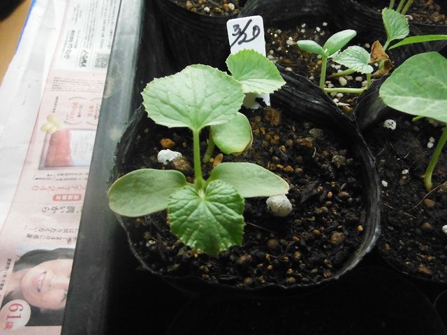 瓜系野菜苗 果樹と野菜の栽培時々釣り 横須賀 新