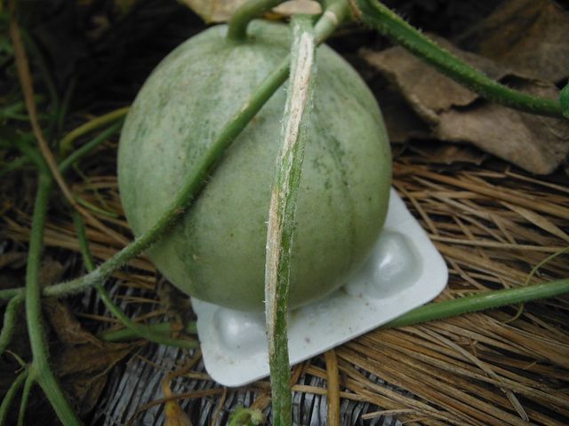 瓜系野菜 果樹と野菜の栽培時々釣り 横須賀 新