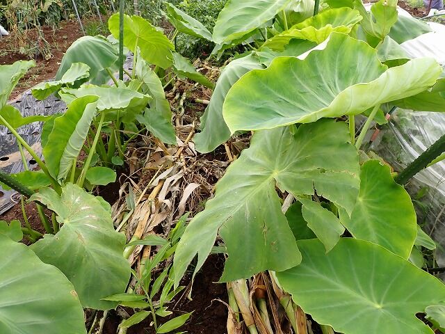 里芋の手入れ 果樹と野菜の栽培時々釣り 横須賀 新 里芋の手入れ 果樹と野菜の栽培時々釣り 横須賀 新