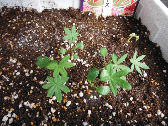 ストックの発芽 果樹と野菜の栽培時々釣り 横須賀 新