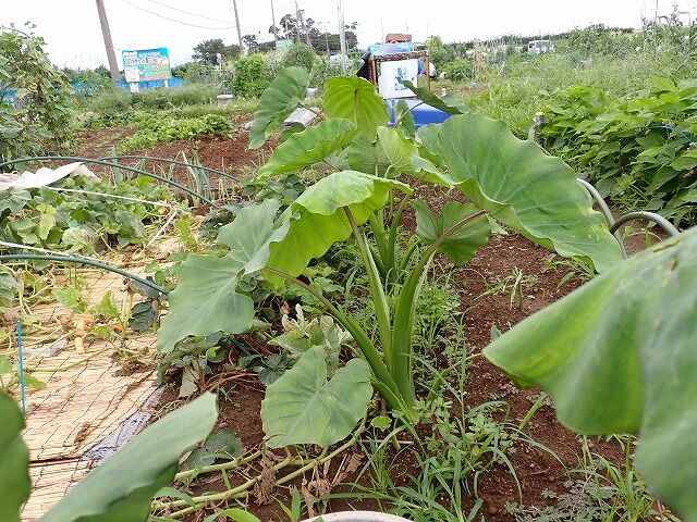 里芋の手入れ 果樹と野菜の栽培時々釣り 横須賀 新 里芋の手入れ 果樹と野菜の栽培時々釣り 横須賀 新