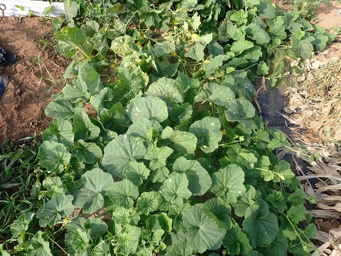 白瓜 : 果樹と野菜の栽培時々釣り、横須賀(新)