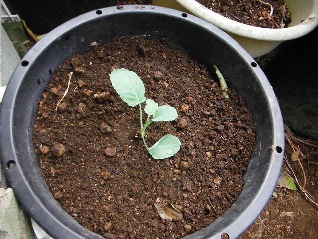 ストックの発芽 果樹と野菜の栽培時々釣り 横須賀 新