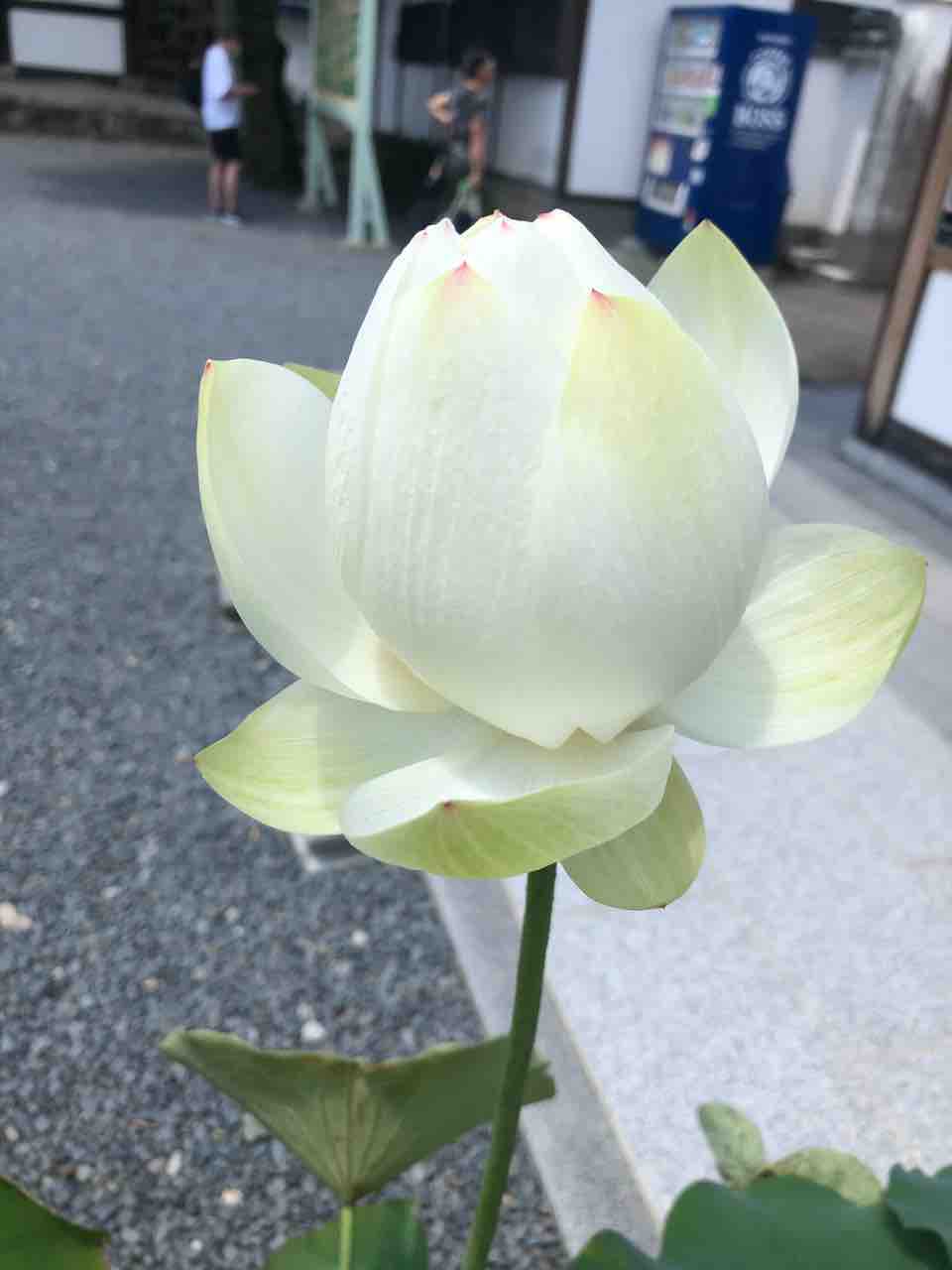 おっきぃなったなぁー きゅきゅぐまのいちにち