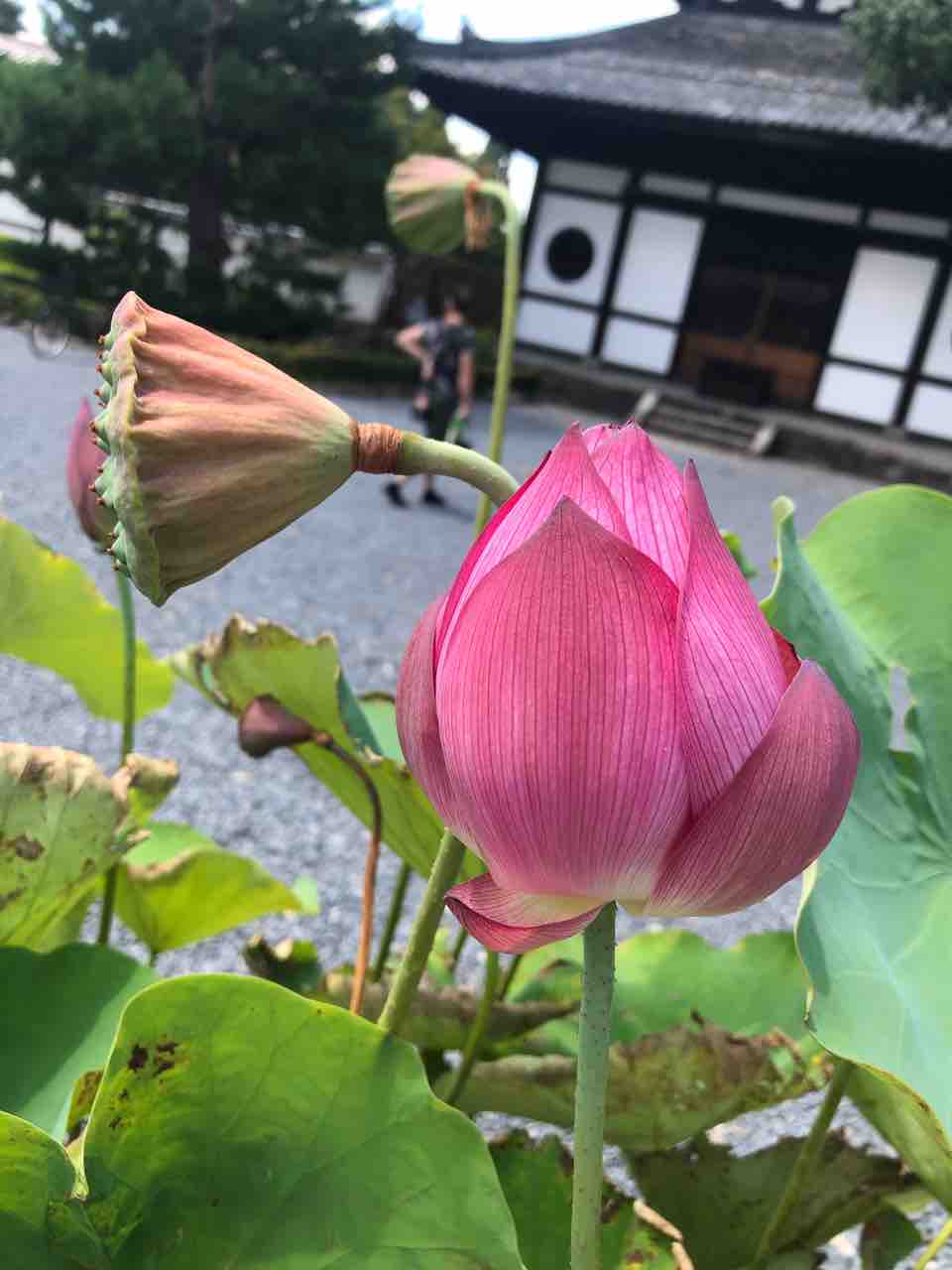おっきぃなったなぁー きゅきゅぐまのいちにち