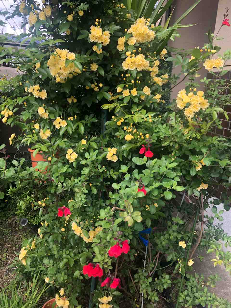 庭の花やらドラマの感想やら きゅきゅぐまのいちにち