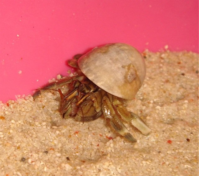 オカちゃん オカヤドカリ Craholic