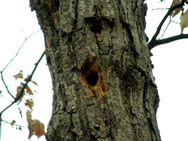 ¥¥Ä¥Ä¥¤ÎÁã