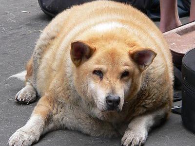 世界のモモたんコンテスト 黒猫 ｐ の遠吠え