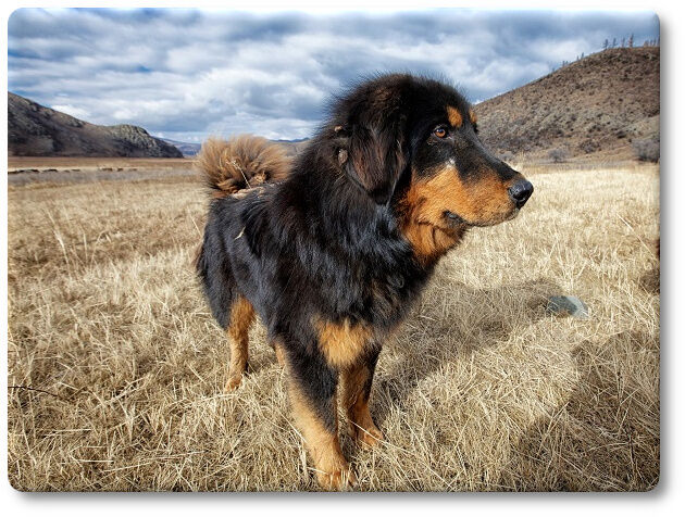 ccモンゴル犬 モンゴリアン・バンホール600×446