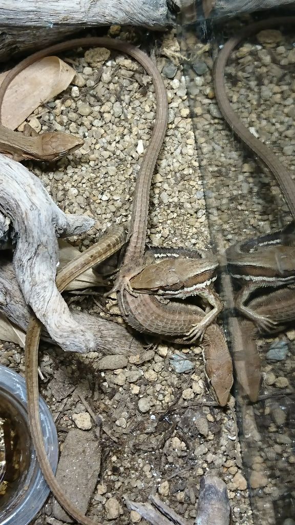 カナヘビ飼育 産卵と卵の管理とカナヘビの意外な行動 中ニ小塩のまとめ色々 カナヘビ飼育 産卵と卵の管理とカナヘビの意外な行動 中ニ小塩のまとめ色々