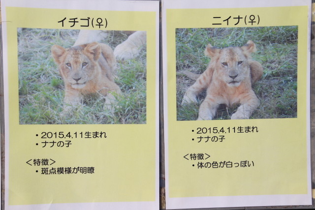 ヤマトの親戚たち1 ライオンと旅 ヤマトの親戚たち1 ライオンと旅