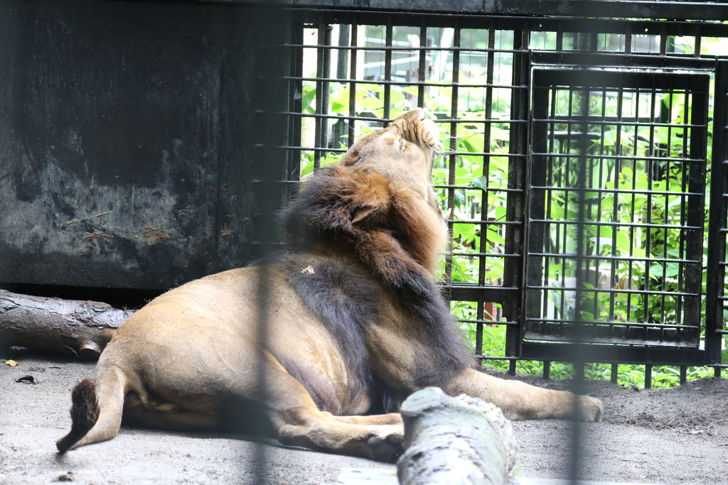 かゆい ライオンと旅