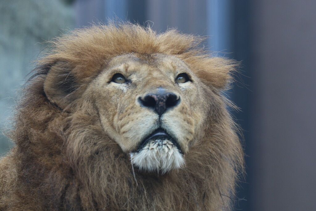 永遠のスター ライオンと旅