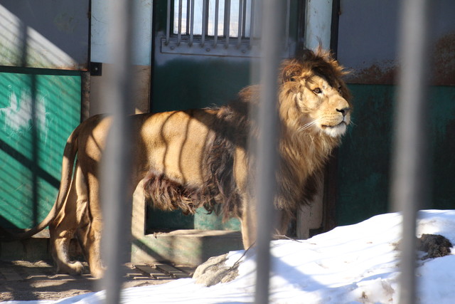 ネコに嫌われた経験から新説を提示する ライオンと旅