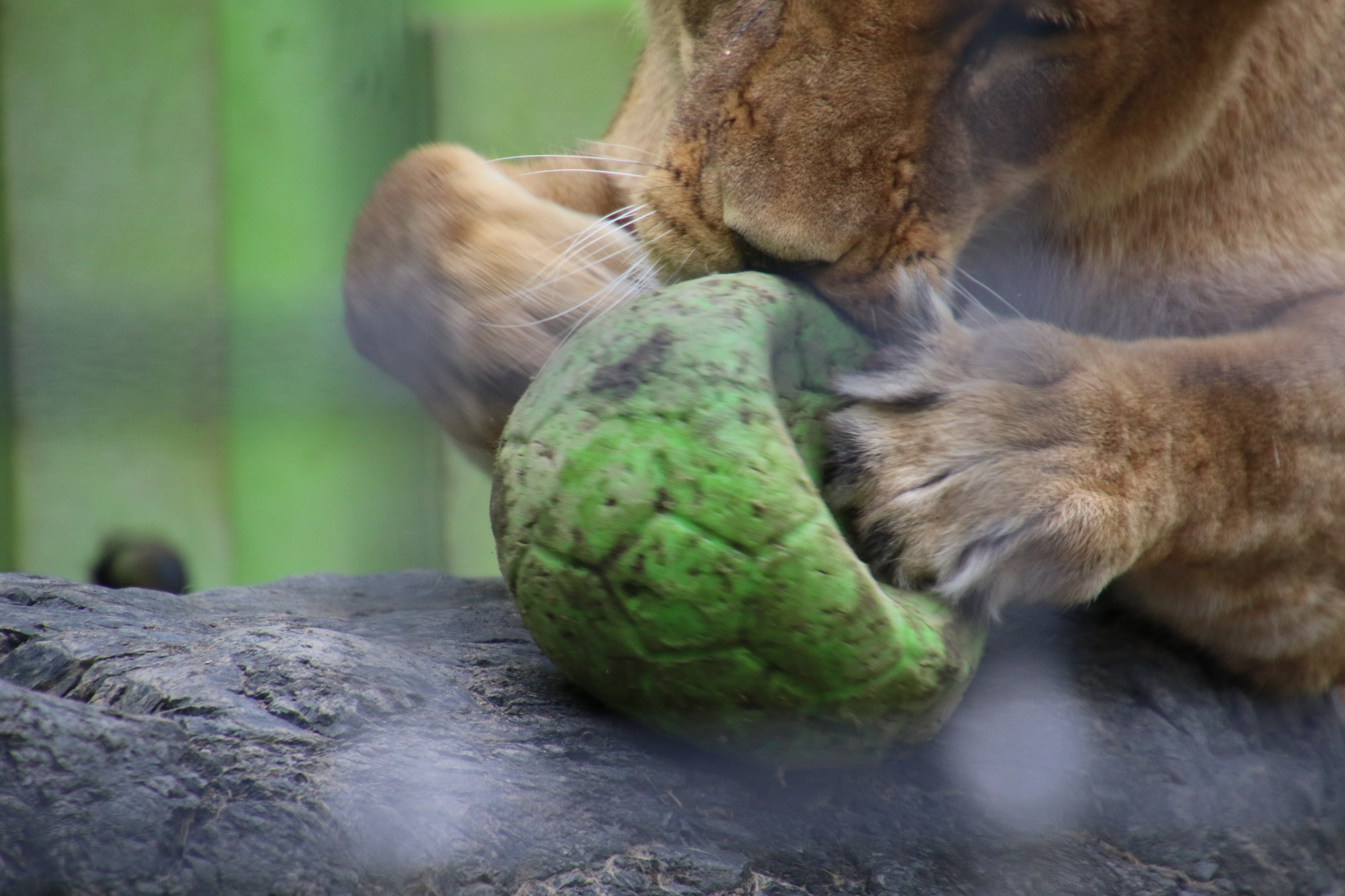 似た者親子 ライオンと旅