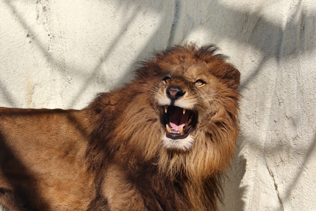 チャチャ またね ライオンと旅