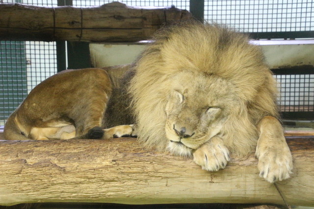リッキーの嫌いな物 ライオンと旅