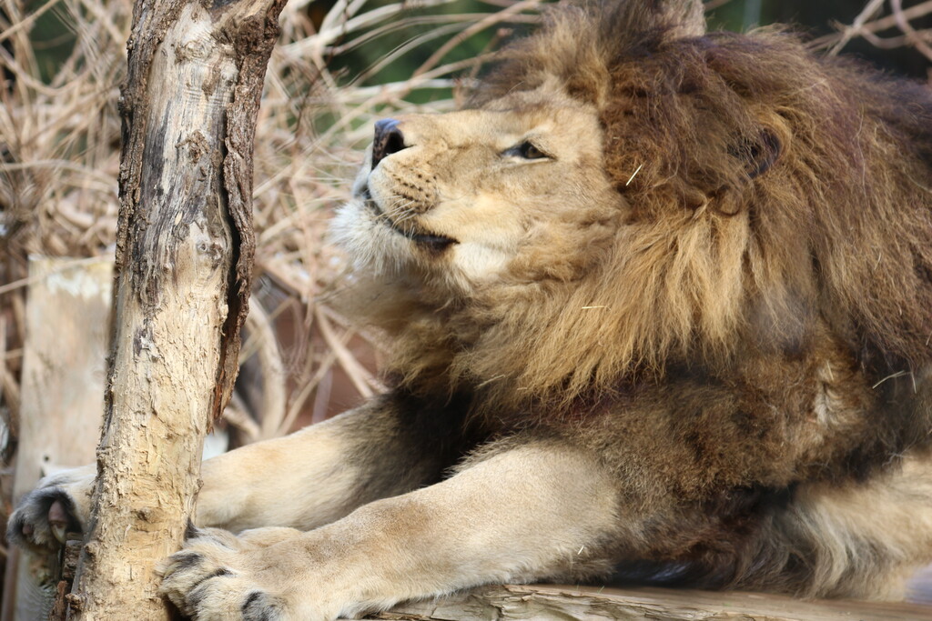 のほほんライオン レオ : ライオンと旅