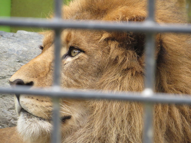 釧路市動物園 アキラに会いに2 ライオンと旅