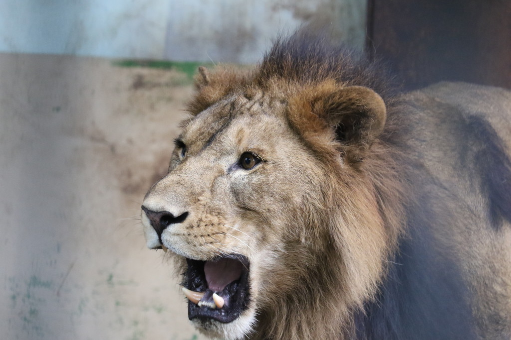 サルのハゲも深刻からの感想 Agaになった 若ハゲ侍のプロペシア日記 サルのハゲも深刻からの感想 Agaになった 若ハゲ侍のプロペシア日記