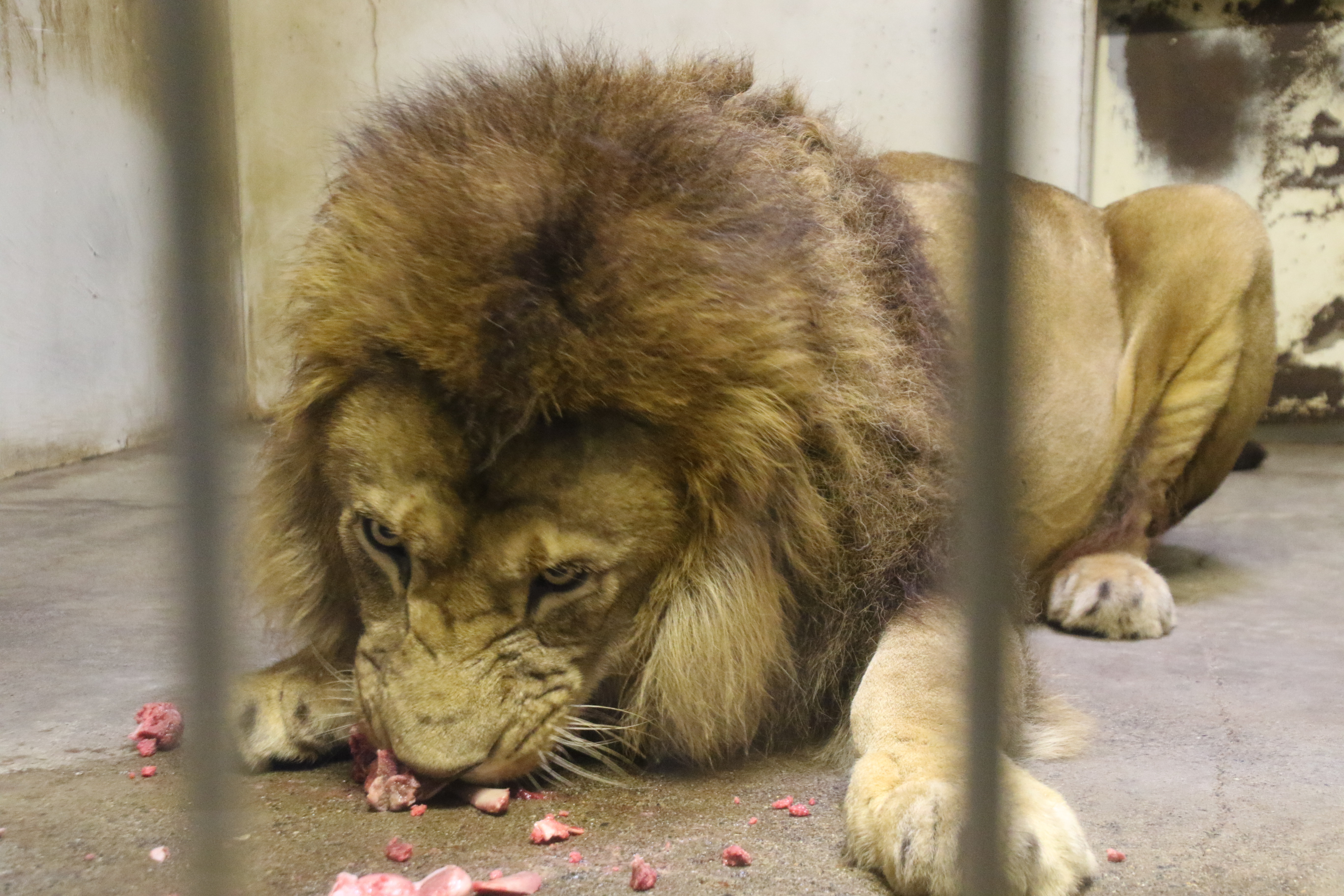 アキラは可愛い ライオンと旅