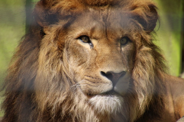 ４月のアキラもまたハンサムだった ライオンと旅