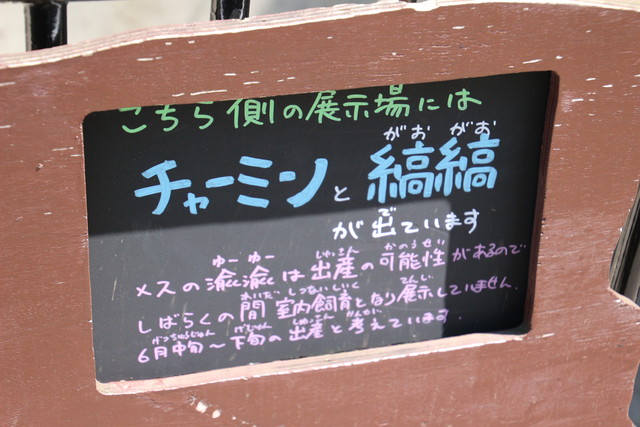 旭山レッドパンダ ライオンと旅