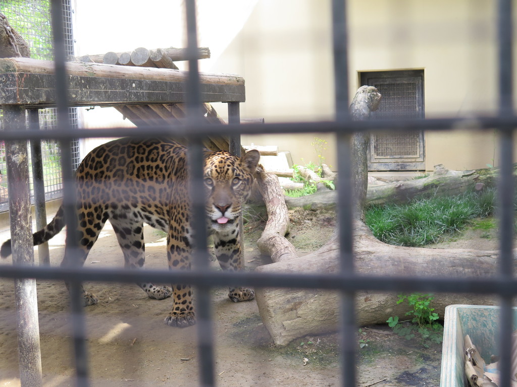京都の仲間 ライオンと旅 京都の仲間 ライオンと旅