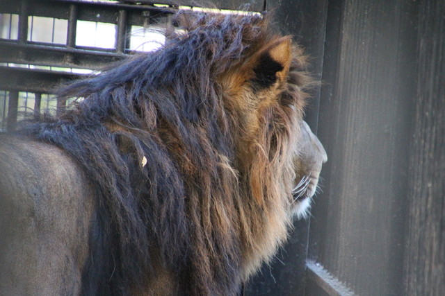 まだあまい ライオンと旅