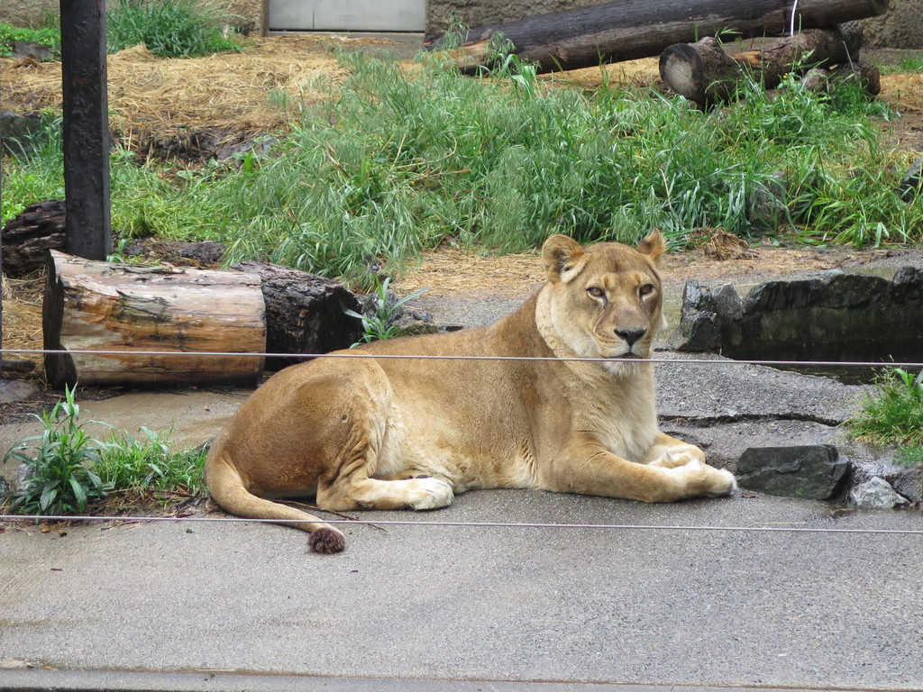 オトちゃんごめん ライオンと旅
