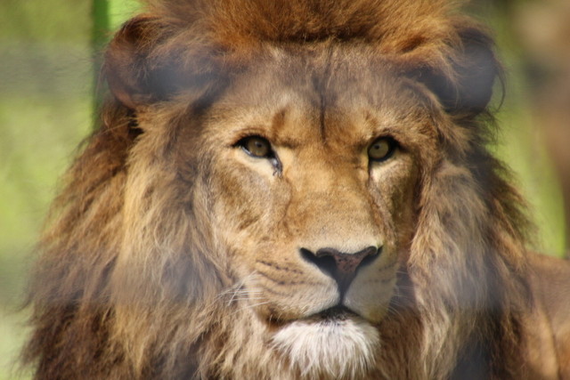 ４月のアキラもまたハンサムだった ライオンと旅