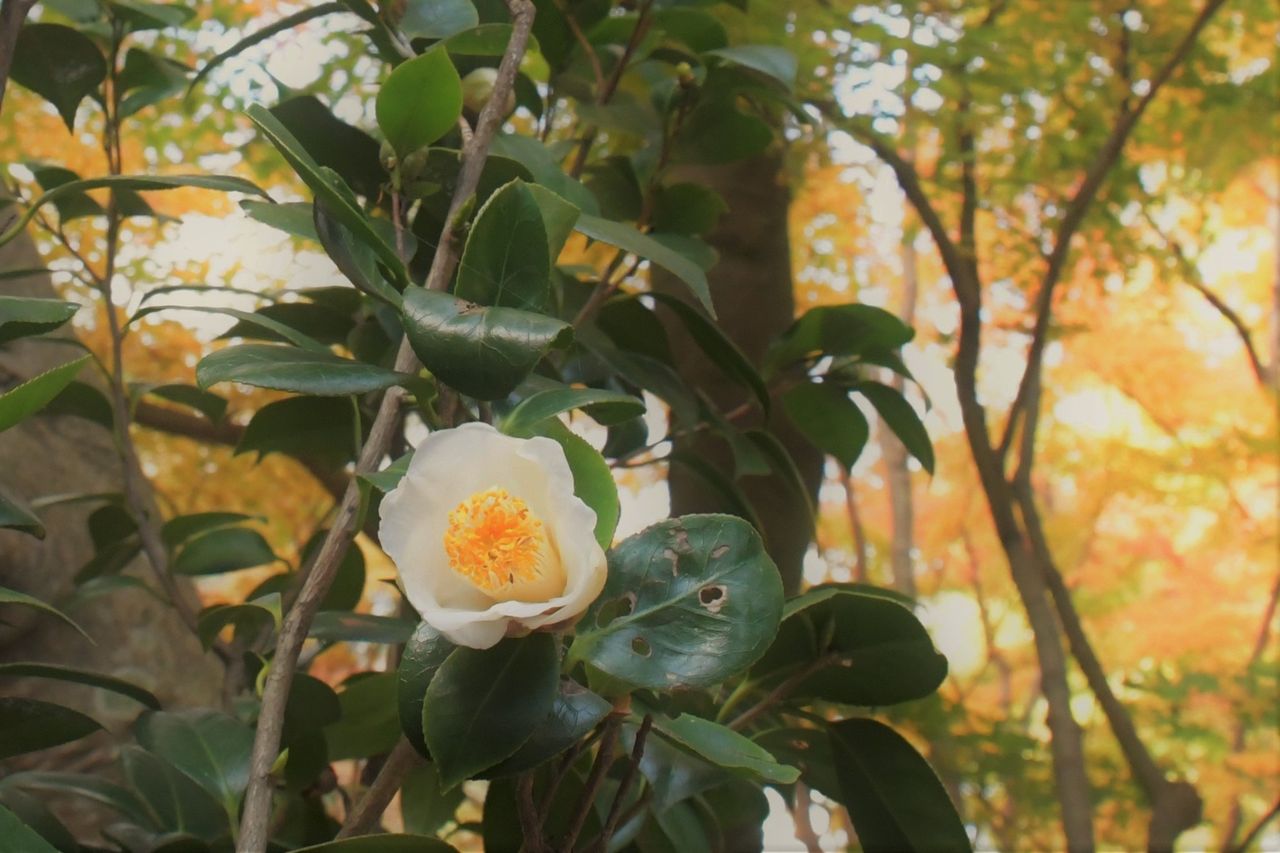 鎌倉の白侘助 : mio2015mio2015のblog