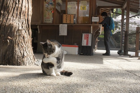 円覚寺 しいちゃんの春 Mio15mio15のblog