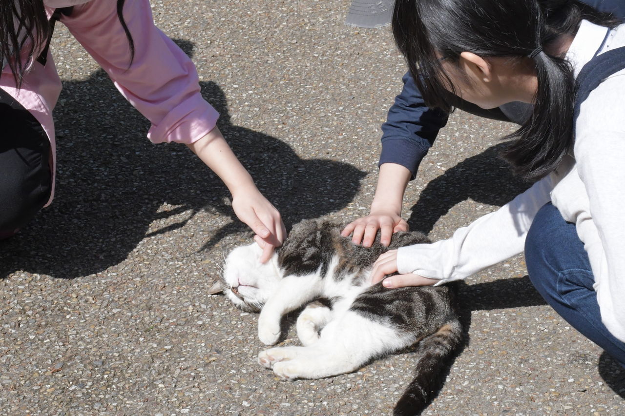 なんじゃもんじゃの木 猫のしいちゃんin円覚寺 Mio15mio15のblog なんじゃもんじゃの木 猫のしいちゃんin円覚寺 Mio15mio15のblog