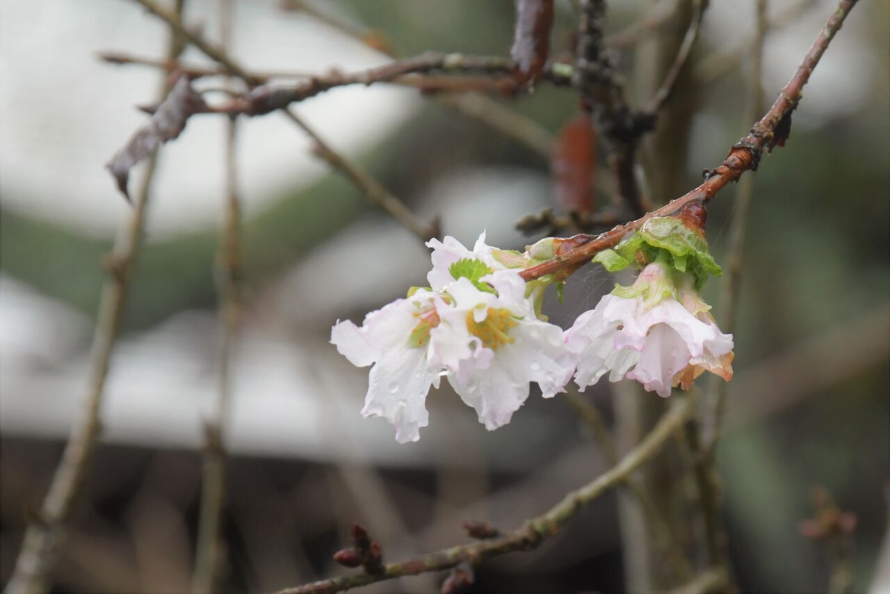 冬の訪れ 2 冬桜 : mio2015mio2015のblog