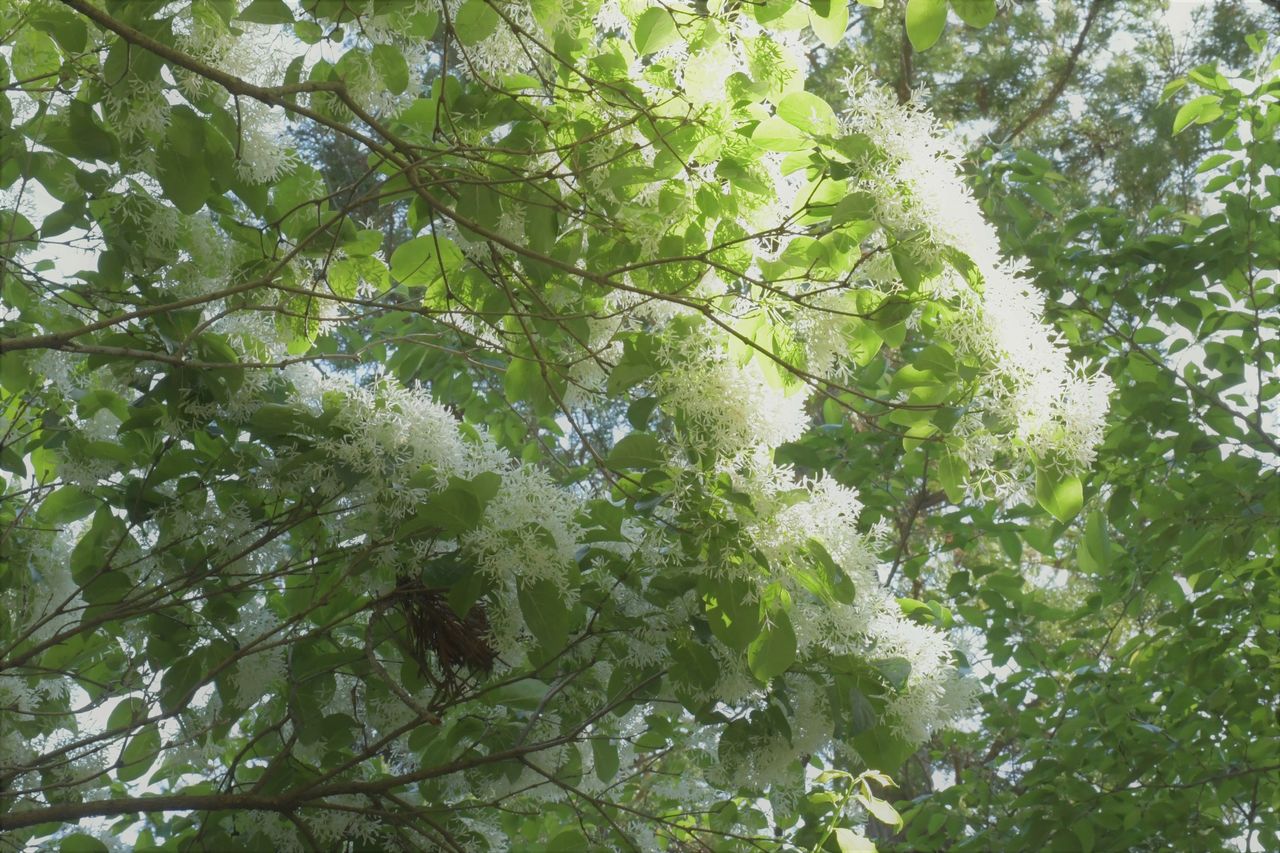 なんじゃもんじゃの木 猫のしいちゃんin円覚寺 Mio15mio15のblog