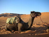 my camel